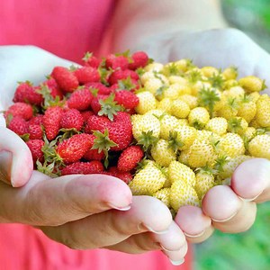 Watch Harvesting fresh and juicy strawberries from your own garden on Amazon Live