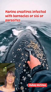 Marine creatures infested with parasites or barnacles @followers #highligts @friends #fbreelsfypシ゚viralvideo #fbreelsfypシ゚ #fbyシvideo #fbreelsviral #seacreatures | Wylynda Ilagan