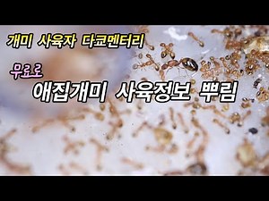 ep 15 와! 애집개미 사육 정보를 이 가격에?