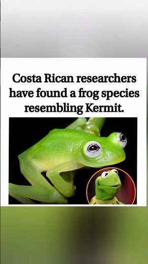 🐸 KERMIT IS REAL?! The Unbelievable Real-Life Muppet Discovered in the Wild 🌎#VibesCreator#GlassFrog