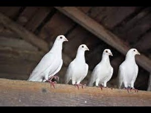 The Fascinating Life of Pigeons||Essential Guide to Pigeons|| Top Ten facts about Pigeon