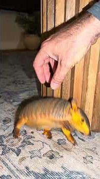 Armadillo chases the cat!! #cuteanimals #animals