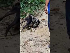 Danger Anaconda eating dog