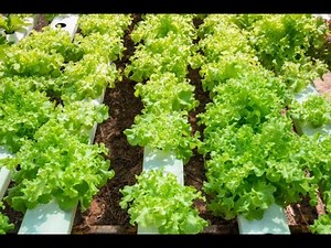 Smart Gardening: Complete Guide ( important tips)