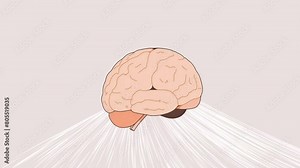 Human brain. concept of brain, mind, head, symbol, think, intellect, intelligence.