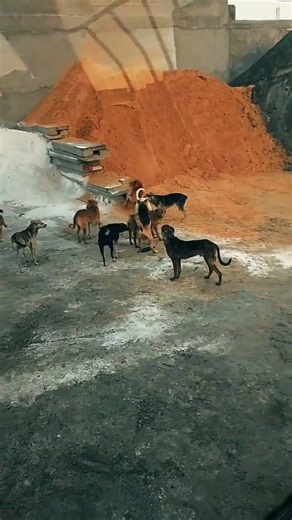 Dogs shorts viral Funnest Training A Ali TV