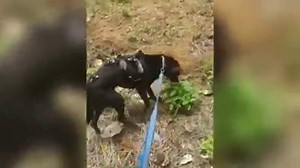 563K views · 10K reactions | When Pretinha's owner took in a litter of orphaned baby possums, the dog was super quick to adopt them. While she can't give them milk (her owner takes care of that), Pretinha does give the little critters warmth and takes them on walks through the woods. | Funny Dog Videos | Facebook