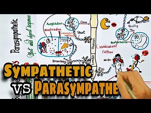 sympathetic vs parasympathetic nervous system | Autonomic nervous system - Pharmacology