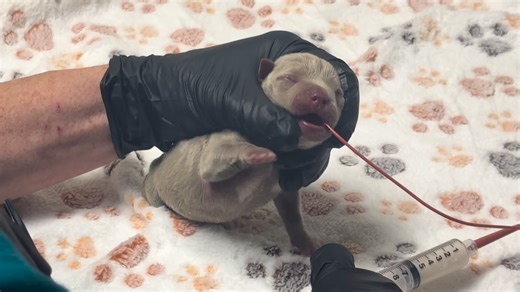 Three of the puppies are still at Cincinnati Animal CARE and will be going home with a foster here shortly. LOCAL 12, WKRC-TV | Chris Arnold TV | Facebook