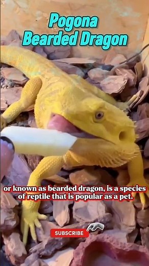 Pogona Bearded Dragon #shorts #animallovers #pets #pogona