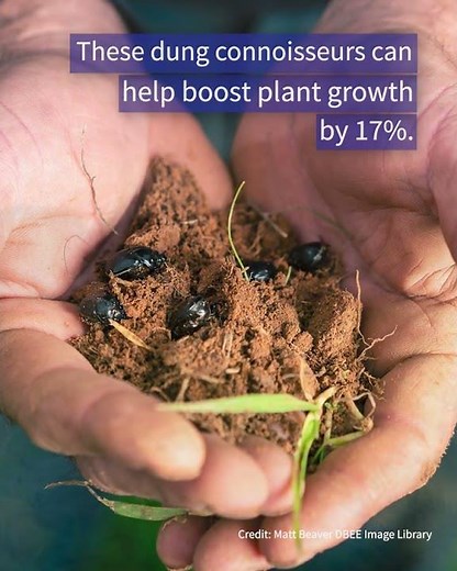 Dung Beetles: Nature's Secret Gardeners!