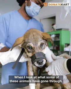 Millions of stray animals are left helpless on the streets where they live in danger of injuries and illnesses. These poor animals don’t have anyone to care for them and live in fear and misery. All Creatures Great And Small is an animal shelter in Haryana that rescues these animals and gives them the love and care they need. Donate food and help them continue rescuing these stray animals. Donate here: https://bit.ly/help-acgs | Donatekart