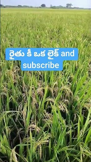 వరి పంట కోతకి వచ్చింది #ytshorts #farmer#village#