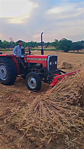 Massey Tractor With ReaperMachine#khetibadi#harvesting#241di #tractor#farming#crop#Shorts
