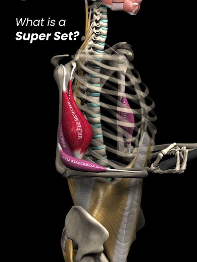 What is a Super Set? Training Techniques for Gym Enthusiasts