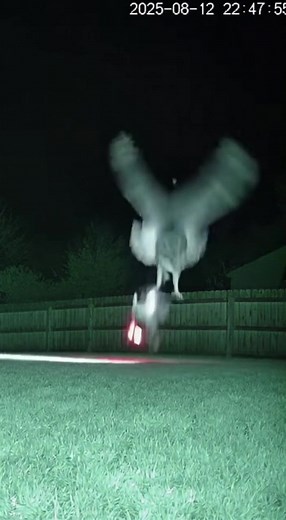 2.3M views · 1.7K reactions | A homeowner’s security camera captured...