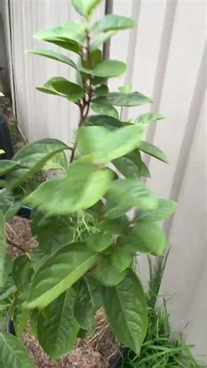 2 year old persimmon tree grown from seed