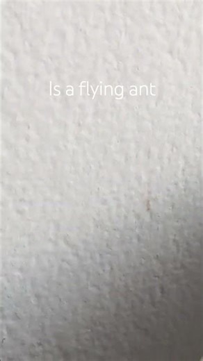 or mb there's just a string of cobweb