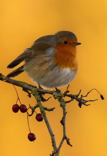 Captivating Moments with Friendly Robins in Nature