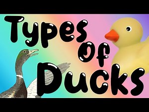 Types Of Ducks - Learning Different Duck Species for Children of all Ages, Toddlers and Babies Pt 1