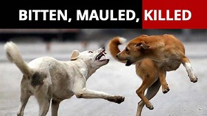 Bitten, mauled, killed: 5 shocking incidents where stray dogs attacked victims