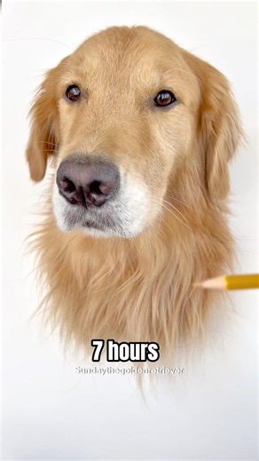 A true masterpiece. So realistic it blinks! 😆✨ What do you think of Mum’s artistic talent?🎨😂 #dog #goldenretriever #dogdrawing | Sunday The Golden Retriever