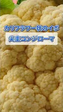 【要注意】性行為後の発疹やできもの、これって性病？