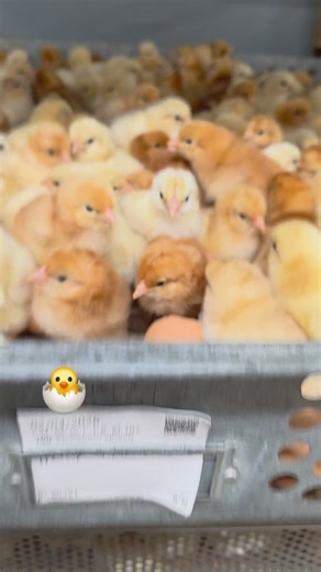 Cackle Hatchery Cinnamon Queen baby chicks hatching. #ChickSeason #babychicks #hatchingeggs #chickenbreeds #incubator | Cackle Hatchery