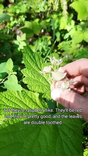 Thimbleberry Identification and Uses #shorts #berry
