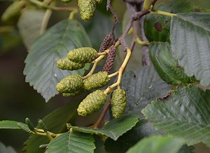 Alnus rubra - Alchetron, The Free Social Encyclopedia