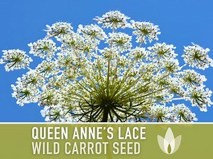 Queen Anne's Lace Seeds - Heirloom Daucus Carota, Pollinator Friendly - Etsy