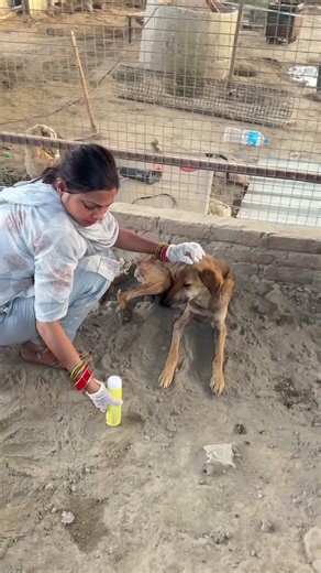 Notix powder Ye ticks aur fleas ko hatane ka ek bahut hi purana aur bharosemand tarika hai