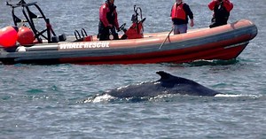 Right Whales, Right Stuff