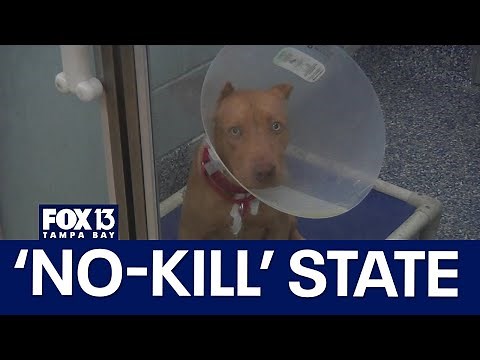 Animal shelter's mission to make Florida a 'no-kill' state