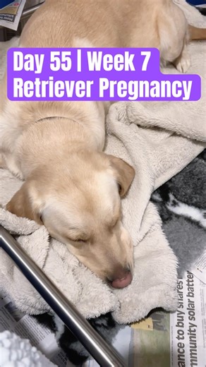 Day 55 | Week 7 of pregnancy for our Guide Dog Mum Retriever cross #whelping #dogmum #pregnantdog