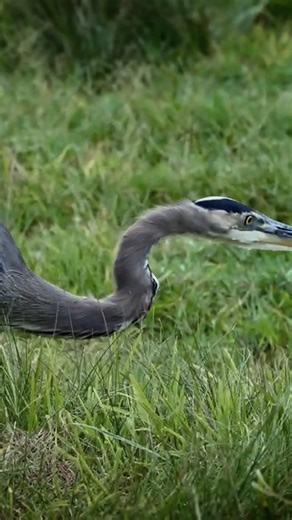 Great Blue Heron hunting Botta's Pocket Gopher #Birds | Review Birds News
