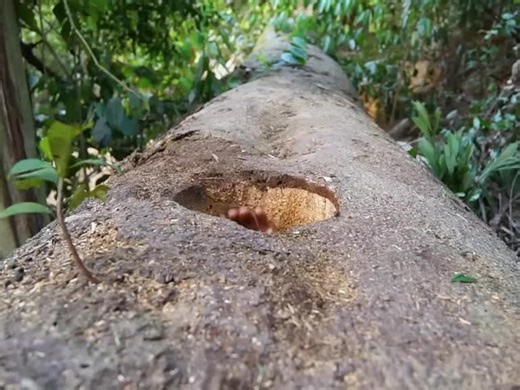 Building a Wilderness Camping Shelter from Giant Trees