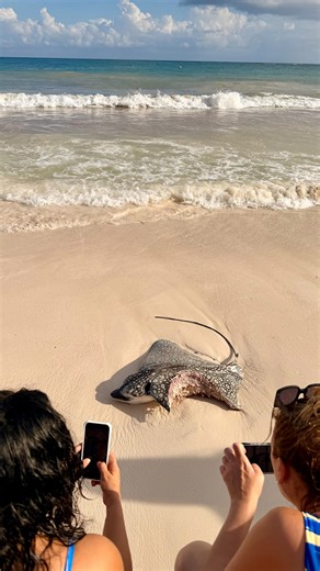 I N S I D E R S on Instagram: "Yesterday, Tuesday January 13, something very real happened on the beach of Tulum, right in front of Astral Beach Club 🦈 A yellow shark came very close to the shore and attacked a Eagle ray 🌊 What you’re seeing is not random, and not aggression without reason🐋 Yellow sharks stay near the coast when they have babies nearby🐬 This behavior is driven by instinct and protection. No spectacle. No villains. Just the ocean being the ocean🦭 We are guests here🐥 Always 