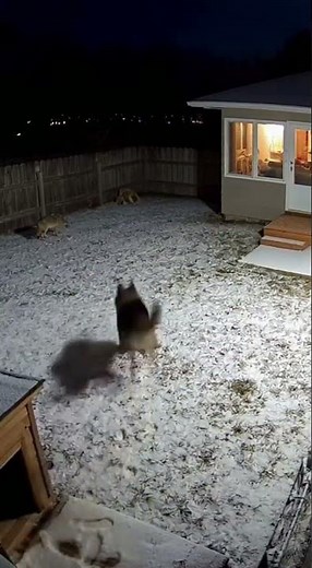 Brave Dog Protects Family from Coyote in the Backyard! 🐶🦊