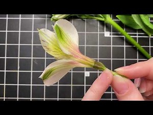 Alstroemeria Deconstruction