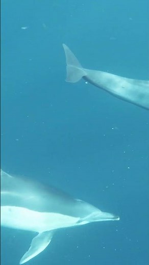 Watch a Pod of Dolphins Swim Together – Relaxing & Beautiful 🐬🌊