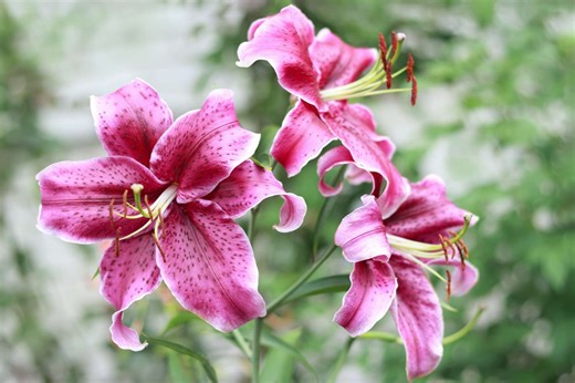 How to Grow and Care for Lily Flowers So They Bloom Every Year