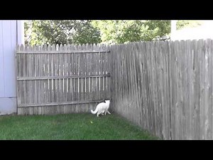 Mr. Cat Climbing Fence