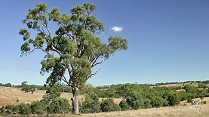 Vote for your favourite Australian native tree! - Gardening Australia