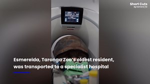 109-year-old giant tortoise undergoes rare CT scan after zoo hospital trip in Sydney