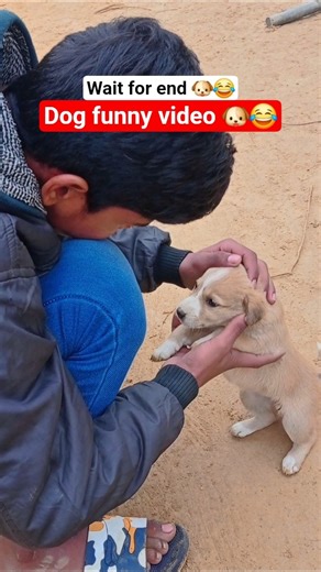 Funny video 🐶😂 #doglife #cuteanimals #explore #comedy #dog #funny #dogshorts #trending #shorts