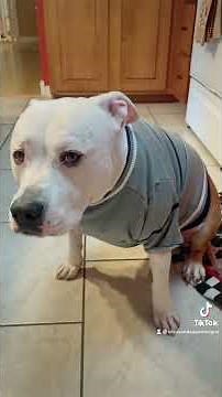 White girls and pitbulls