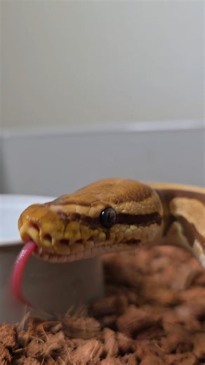 Jae Hoang on Instagram: "the fattest of babbies . . Follow @sleepywoodcollection for more ball python content 🍁 . . #ballpython #snake #snakesofinstagram #ballpythonsofinstagram #reptilesofinstagram #reptile #ballpythons #ballpythonbreeder #ballpythonsofig #ballpythonmorph #exoticpets #snakebreeder #python #pet #reptilekeeper"