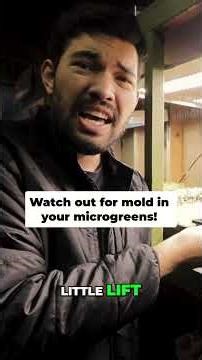 STOP Mold in Microgreens! Grow Them Right!
