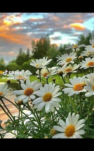 Gorgeous 4K Flower Pictures: Captivating Nature Photography